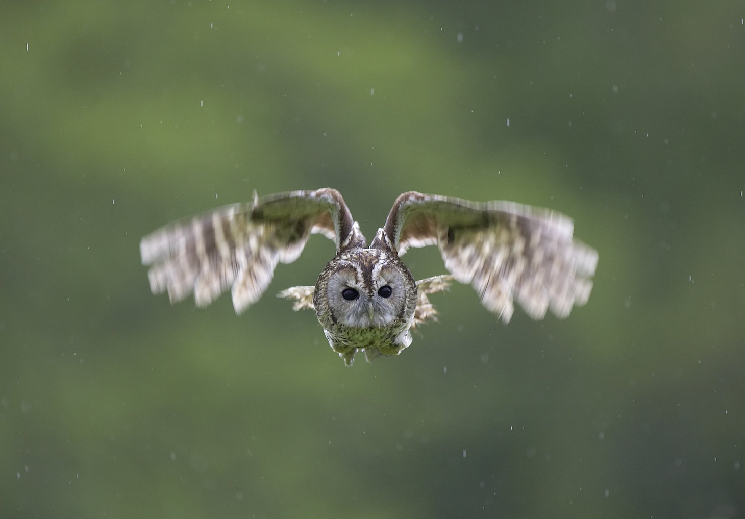 Tawny owl (Strix aluco) in flight in woodland glade, Cairngorms National Park, Scotland.